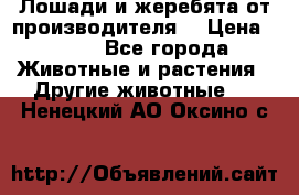 Лошади и жеребята от производителя. › Цена ­ 120 - Все города Животные и растения » Другие животные   . Ненецкий АО,Оксино с.